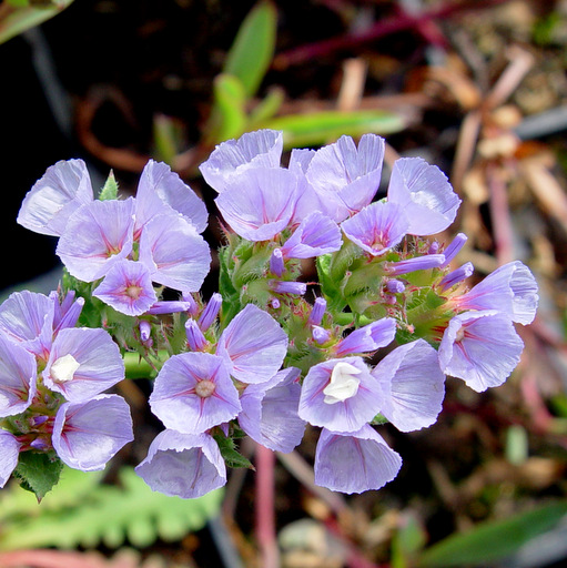 Limonium cosyrense